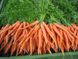 Наполі F1 - насіння моркви, 1 000 000 шт (1.6-1.8), Bejo 61838 фото 3
