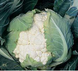Кортес F1 - насіння капусти цвітної, 2500 шт, Syngenta 75509 фото 3