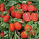 Платон F1 - насіння томата, 500 шт, Spark Seeds 86800 фото 1
