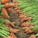 Морковь Шантане Роял, Griffaton 1085831117 фото 2