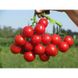 Руфус F1 - насіння томата, 25 000 шт, Esasem 55654 фото 1