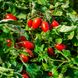 Санміно F1 - насіння томата, 1000 шт, Syngenta 79111 фото 2
