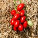 Санміно F1 - насіння томата, 1000 шт, Syngenta 79111 фото 1