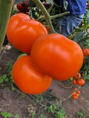 Єллоу Пешен F1 - насіння томата, 250 шт, Spark Seeds 91700 фото