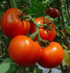 Барібін F1 - насіння томата, 500 шт, Syngenta 42220 фото