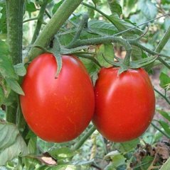 Н 6416 F1 - насіння томата, 25 000 шт, Nunhems 99391 фото