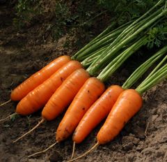 Каскад F1 - семена моркови, 1 000 000 шт (1.6-1.8), Bejo 61839 фото