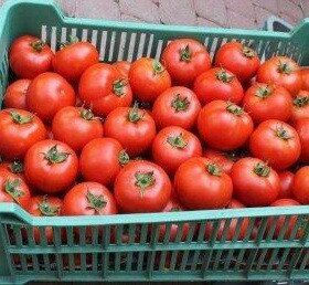 Барібін F1 - насіння томата, 500 шт, Syngenta 42220 фото