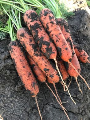 Титан F1 - семена моркови, 25 000 шт (1.8-2.0), Spark Seeds 48300 фото