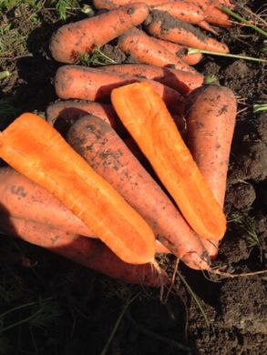 Тітан F1 - насіння моркви, 250 000 шт (2.0-2.4), Spark Seeds 48610 фото
