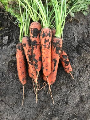 Тітан F1 - насіння моркви, 25 000 шт (1.8-2.0), Spark Seeds 48300 фото