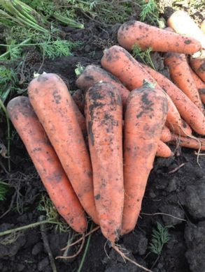 Титан F1 - семена моркови, 250 000 шт (1.8-2.0), Spark Seeds 48400 фото