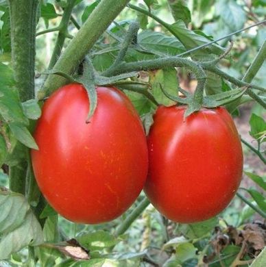 Н 6416 F1 - насіння томата, 25 000 шт, Nunhems 99391 фото