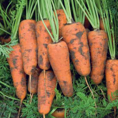 Каскад F1 - семена моркови, 1 000 000 шт (1.6-1.8), Bejo 61839 фото