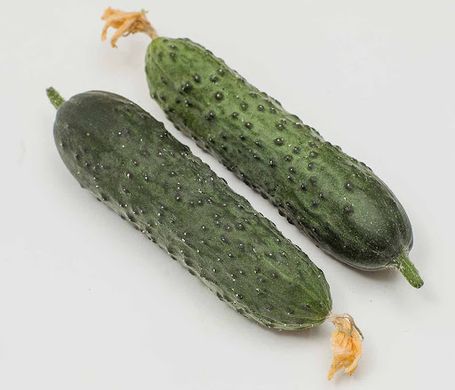 Гуннар F1 - насіння огірка, 500 шт, Enza Zaden 91500 фото