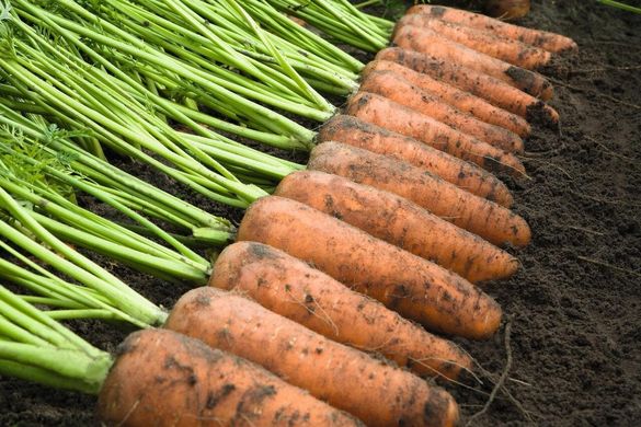 Каскад F1 - насіння моркви, 1 000 000 шт (1.6-1.8), Bejo 61839 фото