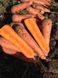 Тітан F1 - насіння моркви, 250 000 шт (2.0-2.4), Spark Seeds 48610 фото 5