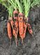 Тітан F1 - насіння моркви, 250 000 шт (1.8-2.0), Spark Seeds 48400 фото 2
