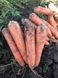 Тітан F1 - насіння моркви, 250 000 шт (2.0-2.4), Spark Seeds 48610 фото 4