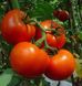 Барібін F1 - насіння томата, 500 шт, Syngenta 42220 фото 1
