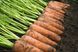 Каскад F1 - насіння моркви, 1 000 000 шт (1.6-1.8), Bejo 61839 фото 3