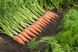 Каскад F1 - насіння моркви, 1 000 000 шт (1.6-1.8), Bejo 61839 фото 2
