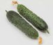 Гуннар F1 - насіння огірка, 500 шт, Enza Zaden 91500 фото 2