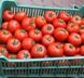 Барібін F1 - насіння томата, 500 шт, Syngenta 42220 фото 2