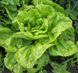 Квінтус - насіння салату, 5000 шт (драже), Rijk Zwaan 1093782819 фото 2