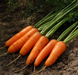 Каскад F1 - насіння моркви, 1 000 000 шт (1.6-1.8), Bejo 61839 фото 1