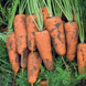 Каскад F1 - насіння моркви, 1 000 000 шт (1.6-1.8), Bejo 61839 фото 4