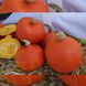 Брайт Саммер F1 - насіння гарбуза, 500 шт, Enza Zaden 12102 фото 3