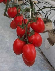 Колибри F1 - семена томата, Clause описание, фото, отзывы