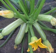 Кавили F1 - семена кабачка, 1000 шт, Nunhems 46209 фото