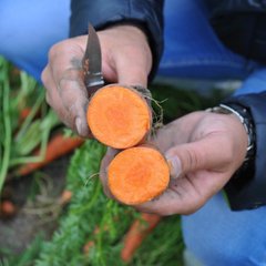 Мірафлорес F1 - насіння моркви, 100 000 шт (1.6-2.0), Clause 51392 фото