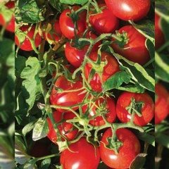 Н 6438 F1 - насіння томата, 1000 шт, Nunhems 99392 фото