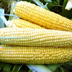 Форвард F1 - семена кукурузы, 2500 шт, Spark Seeds 66227 фото