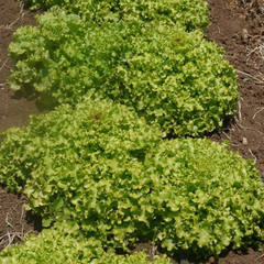 Роналі - насіння салату, 1000 шт (драже), Hazera 57517 фото