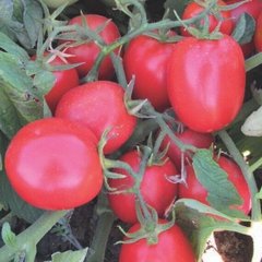 Міцено F1 - насіння томата, 2500 шт, Syngenta 79301 фото