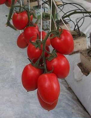 Колібрі F1 - насіння томата, 250 шт, Clause 66133 фото