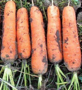 Морковь Калибра F1 (Гретта F1), 25 000 семян, Agri Saaten 1077096983 фото