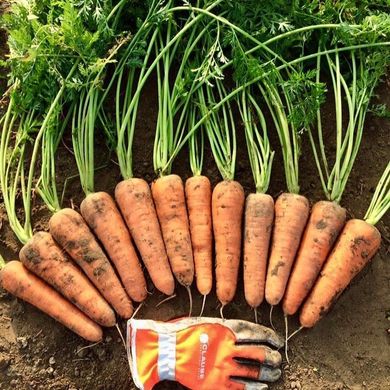 Мірафлорес F1 - насіння моркви, 100 000 шт (1.4-1.6), Clause 00842 фото