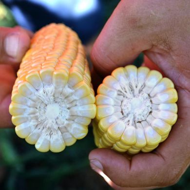 Форвард F1 - семена кукурузы, 2500 шт, Spark Seeds 66227 фото