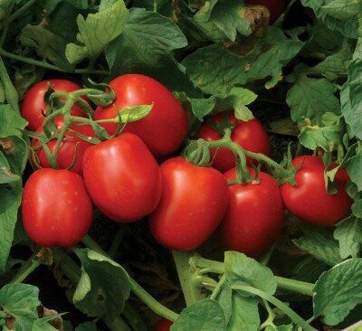 1015 F1 - насіння томата, 500 шт, Lark Seeds 67470 фото