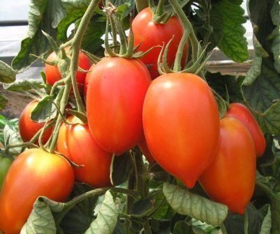 Колібрі F1 - насіння томата, 250 шт, Clause 66133 фото