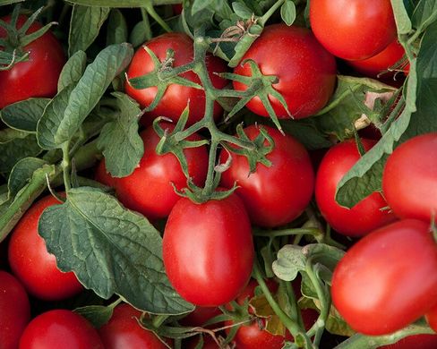Астерікс F1 - насіння томата, 2500 шт, Syngenta 85060 фото