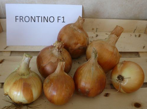 Фронтіно F1 - насіння цибулі, 250 000 шт, Hazera 60809 фото