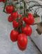 Колібрі F1 - насіння томата, 250 шт, Clause 66133 фото 1