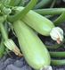 Кавили F1 - семена кабачка, 1000 шт, Nunhems 46209 фото 2