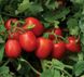 1015 F1 - насіння томата, 500 шт, Lark Seeds 67470 фото 2